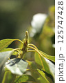 アボカドの新芽 125747428