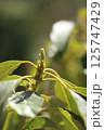アボカドの新芽 125747429