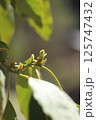 アボカドの新芽 125747432