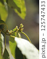 アボカドの新芽 125747433