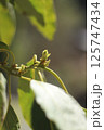 アボカドの新芽 125747434