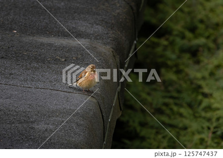 A Common Linnet sitting on a roof, sunny day in summer A Common Linnet sitting on a roof, sunny day in summer 125747437