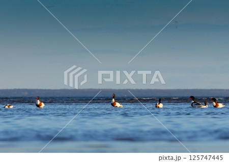 Common Shelduck - tadorna tadorna 125747445