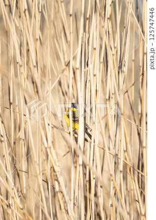 Western yellow wagtail (Motacilla flava) sits on a dry reeds 125747446