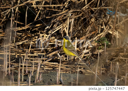 A male of (Motacilla flava) Yellow Wagtail 125747447