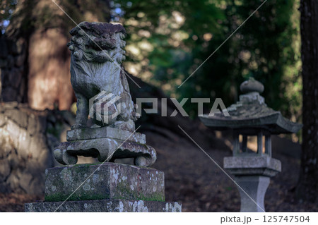 森に佇む狛犬と石灯籠が見守る神社の境内 125747504