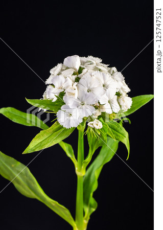 満開のセキチクの花 125747521