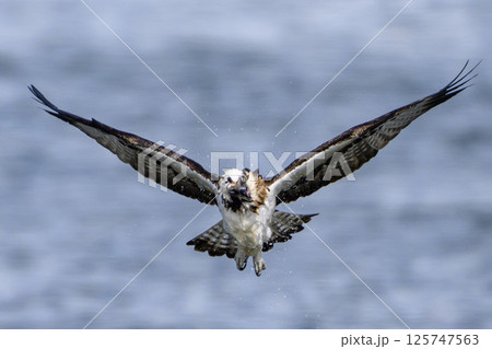 ミサゴ飛翔 125747563
