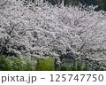 桜 125747750