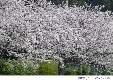 桜 125747750