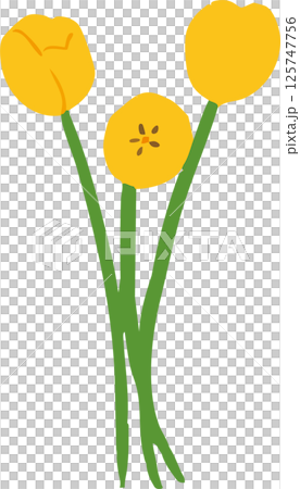 Simple illustration of three yellow tulips 125747756