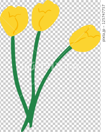 Simple illustration of three yellow tulips 125747757