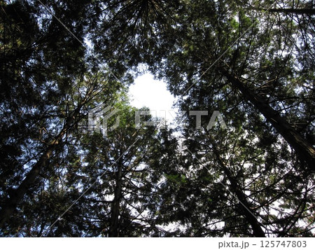 下から見た木 125747803