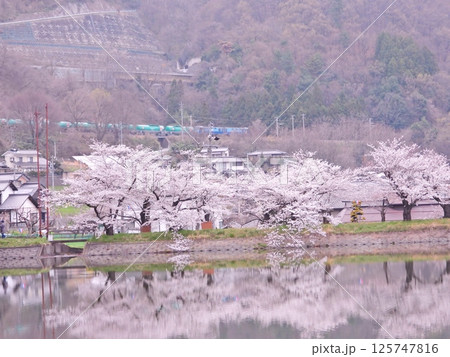 水面に映り込む満開の桜並木と篠ノ井線を走行するブルーサンダー 水面に映り込む満開の桜並木と篠ノ井線を走行するブルーサンダー 125747816
