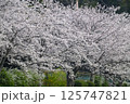 桜 125747821