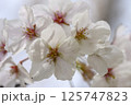 桜の花びら 125747823