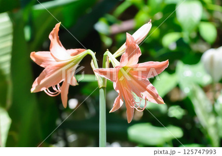 Hippeastrum puniceum , Barbados lily or AMARYLLIDACEAE 125747993