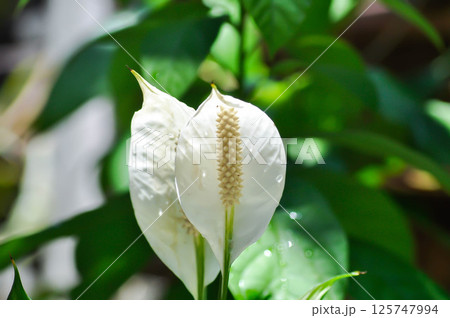 Spathiphyllum cannifolium Dryand ex Sims Schott or Peace lily, Fragrant spathiphyllum or ARACEAE or white flowers 125747994