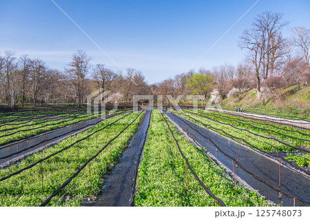 春の安曇野　わさび田 125748073