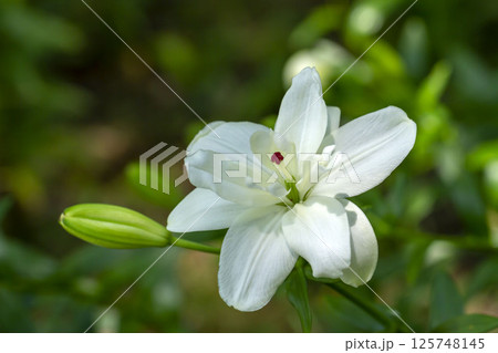 ユリ 125748145