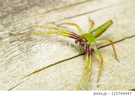 ワカバグモ 125748447