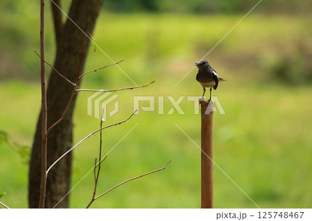 A bird is looking for prey in a tree. A bird is looking for prey in a tree. 125748467