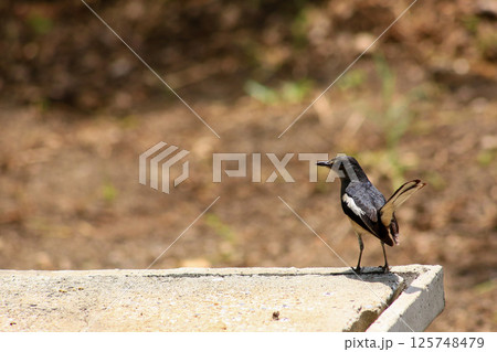 A bird is looking for prey in a tree. A bird is looking for prey in a tree. 125748479