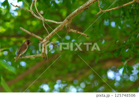 A bird is looking for prey in a tree. A bird is looking for prey in a tree. 125748506