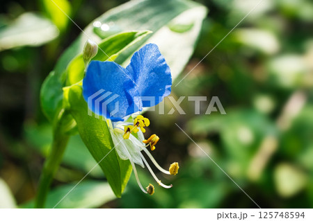 8月夏真っ盛りの朝に咲いたツユクサの青い花 125748594