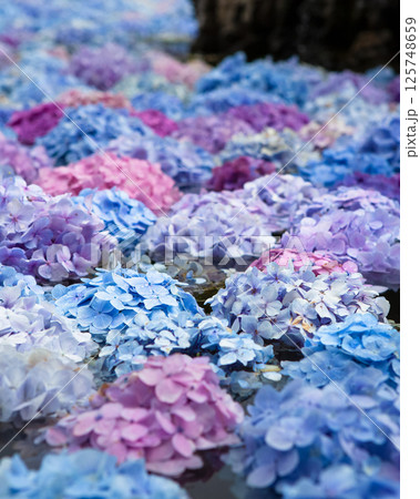 久安寺の池に浮かぶ幻想的な紫陽花　Hydrangeas Floating on the Pond a 125748659