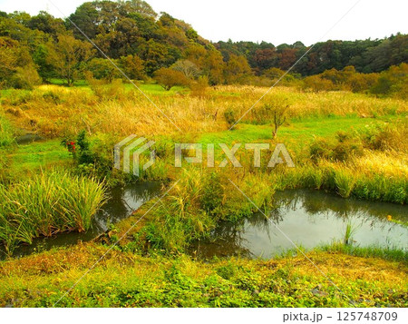 秋の朝の「21世紀の森と広場」の森と湿地のある鳥獣保護区風景 125748709