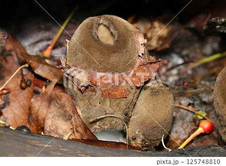キウイフルーツそっくり、全身毛深いオオゴムタケ茸の成菌と幼菌(自然環境下ストロボマクロ撮影) キウイフルーツそっくり、全身毛深いオオゴムタケ茸の成菌と幼菌(自然環境下ストロボマクロ撮影) 125748810
