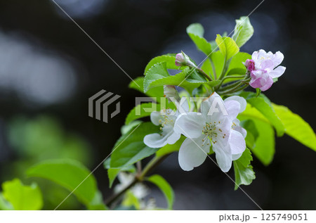 リンゴの花 125749051