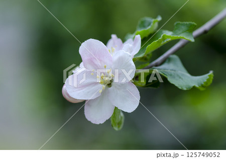 リンゴの花 リンゴの花 125749052