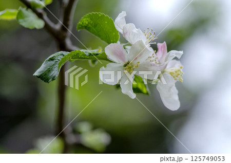 リンゴの花 リンゴの花 125749053