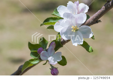 リンゴの花 リンゴの花 125749054