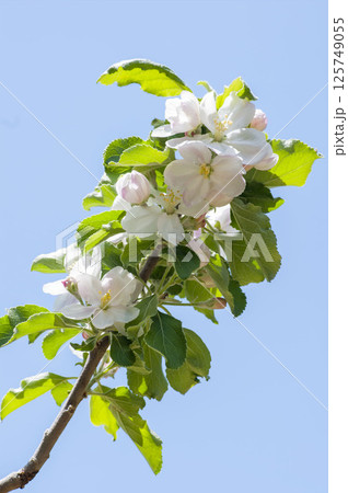 リンゴの花 125749055