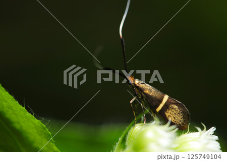 春の若葉に長い触角ときれいな黄金メタリック光沢のホソオビヒゲナガの美しい姿（マクロ撮影） 125749104