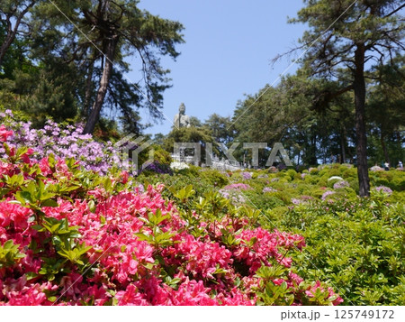 つつじの名所「塩船観音寺」 125749172