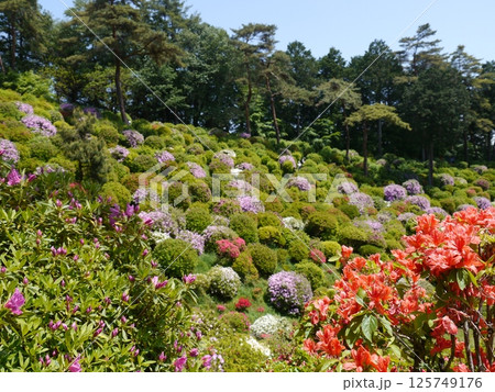 つつじの名所「塩船観音寺」 125749176