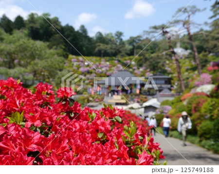 つつじの名所「塩船観音寺」 125749188