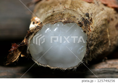 全身毛深いオオゴムタケ茸の可食部となる半透明な寒天質な内部アップ（自然環境下ストロボマクロ撮影） 125749256