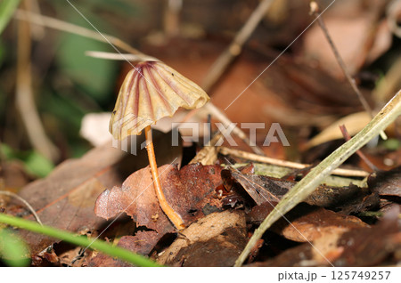 春の湿潤な雑木林、茶色のパラソル型カサを開くスジオチバタケ茸側面全体像（自然環境ストロボマクロ撮影） 125749257