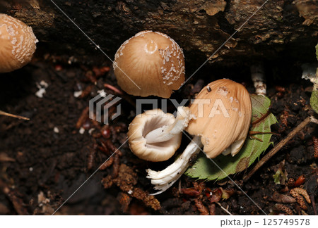 ベージュ色ツートンのかわいいコキララタケ茸表裏カサ・ヒダ・柄画像(自然環境下ストロボマクロ撮影) ベージュ色ツートンのかわいいコキララタケ茸表裏カサ・ヒダ・柄画像(自然環境下ストロボマクロ撮影) 125749578