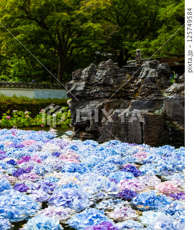 久安寺の岩と池に浮かぶ紫陽花(縦構図) Rock Garden and Floating Hydra 久安寺の岩と池に浮かぶ紫陽花(縦構図) Rock Garden and Floating Hydra 125749584