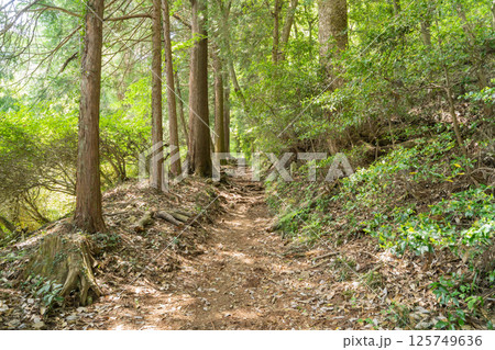 今熊山の登山道(東京都八王子市) 今熊山の登山道(東京都八王子市) 125749636