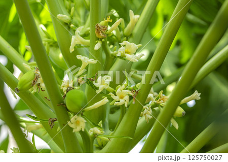 パパイア 125750027