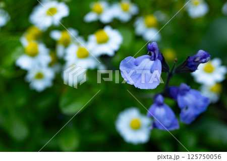 カモミールの白い花の中に咲くサルビア・アズレアの紫の花 カモミールの白い花の中に咲くサルビア・アズレアの紫の花 125750056