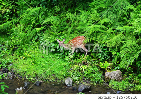 森の中を歩く野生の鹿　日本の自然と動物　イメージ素材 125750210
