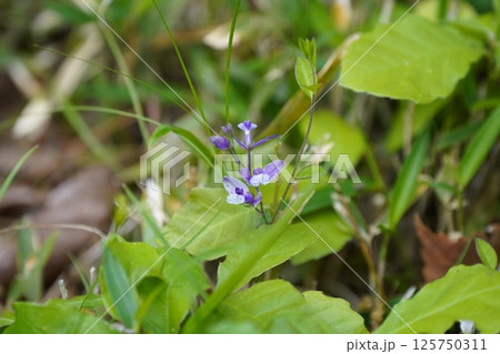 ヒメハギ 125750311